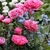 Papaver_pink_heirloom_form.small