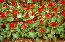 Celosia, Crested Prestige Scarlet