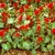 Annuals: Celosia argentea var. cristata 'Prestige Scarlet'
