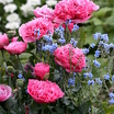 Papaver_pink_heirloom_form