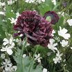 Papaver_black_peony3