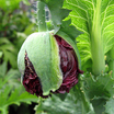Papaver_black_peony_bud_