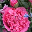 Papaver_pink_heirloom_cl