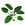 Sage_salvia_officinalis_berggarten-1