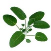 Sage_salvia_officinalis_berggarten-1