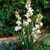 Bulbs: Polianthes Tuberosa