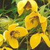 Clematis_clematis_orientalis_bill_mackenzie-1