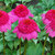 Echinacea_gum_drop_.detail.small