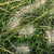 Hameln.small