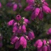 Heaths_and_heathers_erica_cinerea_joyce_burfitt-1