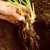 Planting-daylilies.small