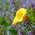 Daylily