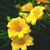 Daylilies_hemerocallis_x_stella_de_oro-1