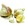 Garlic and Shallots: Allium sativum 'Californian Early'