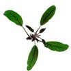 Sage_salvia_officinalis_pupurea-1