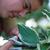 1_cutting_hosta