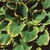 Hostas_hosta_fluctuans_variegata-1