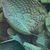 Hostas_hosta_abiqua_drinking_gourd-1.medium.small