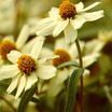 Zinnias_zinnia_angustifolia_white_star-1