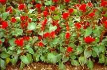Annuals_celosia_cristata_prestige_scarlet-1