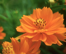 Cosmos_cosmos_sulphureus_cosmic_orange-1
