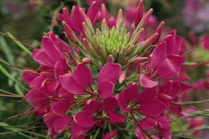 Annuals_cleome_hassleriana_sparkler_tm_rose-1