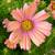 Cosmos_apricot.small