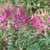 Cleome: Cleome hassleriana 'Cherry Queen'