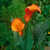 Calla_lilies_zantedeschia_flame-2.small