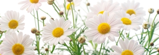 Chamomile.full