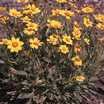 Coreopsis_coreopsis_tequila_sunrise-1