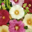 Perennials_alcea_ficifolia_hybrids-1