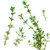 Thyme_thymus_vulgaris_argenteus-1.small