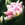 Tulips: Tulipa 'Peach Blossom'