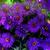 Aster_aster_novae-angliae_purple_dome-1.medium.small