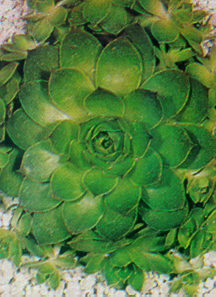 Hen & Chicks 'Mixture'