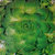 Perennials: Sempervivum tectorum