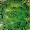 Cacti and Succulents