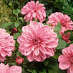 Bulbs_dahlia_lavender_perfection-1