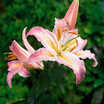 Lilies_lilium_girosa-1