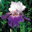 Iris_iris_germanica_regal_affair-1