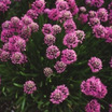 Alliums_allium_senescens-1