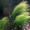 Ornamental_grasses_stipa_tennuifolia-1