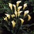Calla_lilies_zantedeschia_albomaculata-1.small