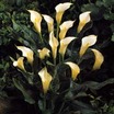 spotted calla