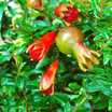 Fruits_and_nuts_punica_granatum_nana-1