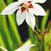 Bulbs: Gladiolus murielae