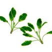 Sage_salvia_officinalis_aureus-1