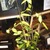 Boston_flower_show_061
