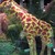 Boston_flower_show_077